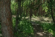 За минулий рік на Волині площа лісів збільшилась на 275 гектарів