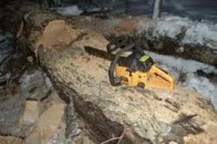 На Волині травмувався лісівник внаслідок падіння