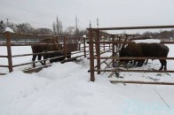 Депутати Волиньради вимагають пояснень щодо того, куди поділися зубри