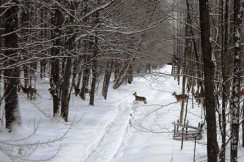 На Волині лісівники провели семінар про ведення мисливського господарства