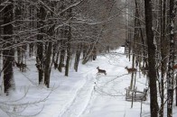 На Волині лісівники провели семінар про ведення мисливського господарства