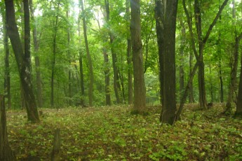 Волинські лісівники обговорили ефективне використання лісових ресурсів