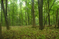 Волинські лісівники обговорили ефективне використання лісових ресурсів