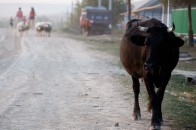 На Волині через корову почубилось ледь не пів села