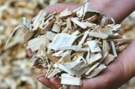 Волинська влада готова віддати інвесторам родючі землі під вирощування енергетичної лози, яка їх виснажить