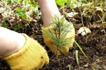 У 2013 році на Волині посадять 250 гектарів молодого лісу