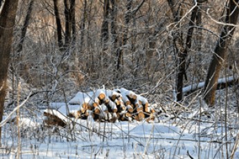 На Волині затримали лісокрадів, які незаконно вирубали 7 дубів
