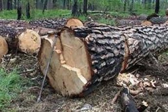 На Волині лісничі вирубали із заказника 16 дерев