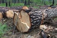 На Волині лісничі вирубали із заказника 16 дерев