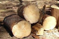 На Волині 55-річний водій перевозив 10 кубів деревини без дозвільних документів