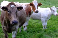 Волинcькі аграрії за січень цього року виростили на 11,4% більше ВРХ, ніж минулого року