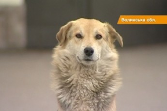 На Волині жорстоко знищують безпритульних собак на очах у дітей