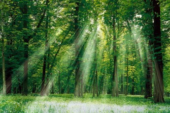 6 лісових господарств на Волині матимуть телевізійну систему нагляду
