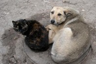 Прокуратура внесла подання Ковельській міськраді за прийняття рішення про жорстоке знищення собак