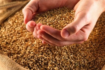 З початку року волинські аграрії виручили 20 мільйонів доларів за продаж зерна