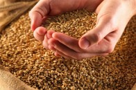 З початку року волинські аграрії виручили 20 мільйонів доларів за продаж зерна