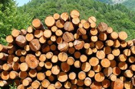 На Волині посадовець влаштував бізнес на деревині просто на роботі