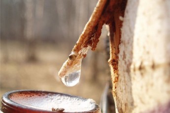 Волинські лісівники обіцяють зібрати 1000 тонн березового соку