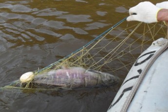 На Волині у 2012 році офіційно виловили всього 512 тонн риби