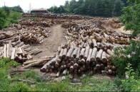 На Волині у рекреаційній зоні вирубують дерева