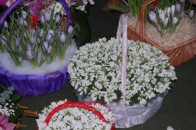 Напередодні 8-го Березня волинські екоінспектори зафіксували нелегальний продаж червонокнижних квітів