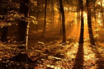 Зниклого волинянина знайшли мертвим неподалік від свого села