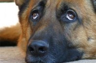У Луцьку 76 стерилізованим безпритульним собакам знайшли господарів