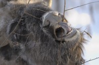 Колісник проситиме більше грошей на зубрів