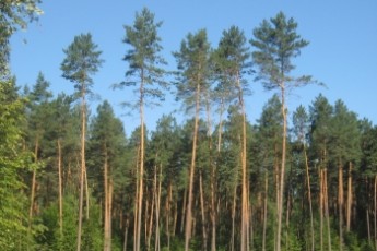 Площу волинських лісів планують збільшити на 250 гектарів