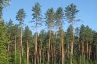 Площу волинських лісів планують збільшити на 250 гектарів