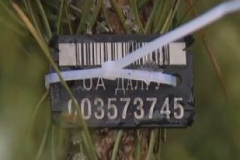 На Волині, аби попередити незаконну вирубку, масово впроваджують електронний обіг деревини