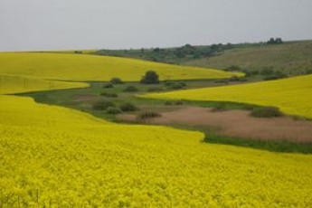 Понад 5 тисяч гектарів волинських сільськогосподарських угідь виставили на торги