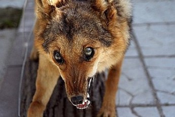 Скажені лисиці атакують волинян