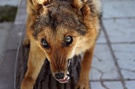 Скажені лисиці атакують волинян