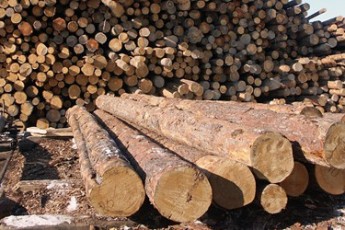 7,5 тисяч кубічних метрів волинського лісу віддали на аукціоні за більш ніж 4 мільйони гривень