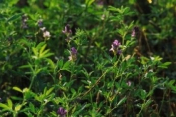 Волинські фітосанітарні інспектори конфіскували 100 кілограм карантинної люцерни