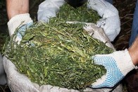 За збут наркотиків лучанка отримала три роки випробувального терміну