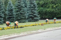 На Волині взялися за озеленення усіх населених пунктів