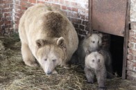 У Луцькому зоопарку поповнення - клишонога Маша народила ведмежат