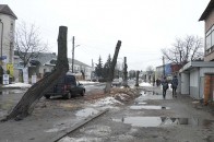 У Ківерцях протизаконно вирубують дерева?