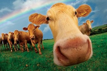 На Волині 450 родинних ферм отримають 300 тисяч гривень дотацій