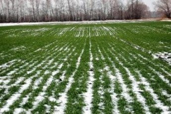 Влада запевняє, що важкі погодні умови не вплинуть на урожай