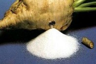 На Волині засіють 7,5 тисяч гектарів цукрового буряку