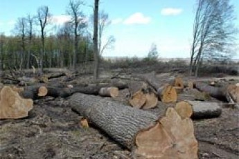 Волинська прокуратура виявила незаконно зрубаних дерев на 60 тисяч гривень