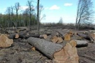 Волинська прокуратура виявила незаконно зрубаних дерев на 60 тисяч гривень