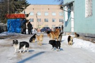У Луцьку заборонять вигул собак на території шкіл та дитсадків