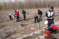 Лісівники Волині вже посадили майже 100 га насаджень