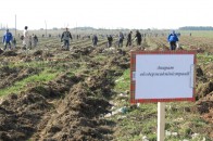 Волинські держслужбовці висадили поряд зі сміттєвим полігоном 12 гектарів лісу