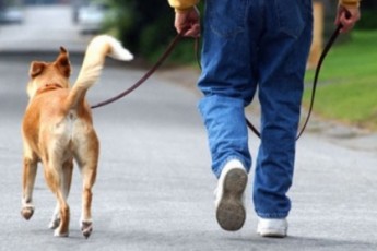 Відтепер, за прогулянку з собакою, лучан можуть затримати правоохоронці