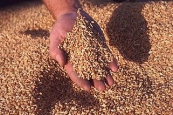 На Волині вже засіяли понад 76 тисяч гектарів ярих зернових культур